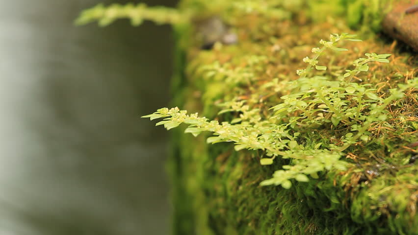 Moss on the jar, terracotta.