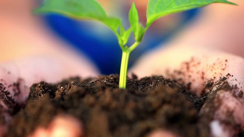 Small green plant in woman arms. Macro image.