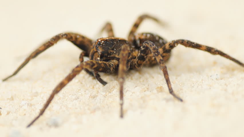 Wolf Spider