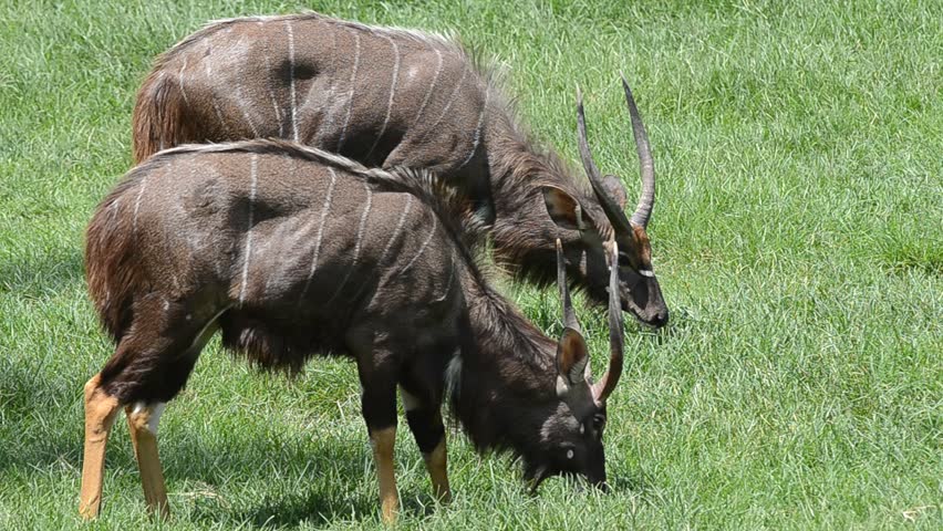 Header of nyala