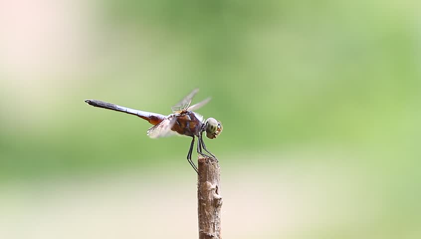 dragonfly