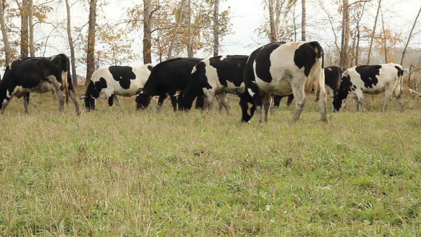 Cows on a summer pasture. Farming in Russia