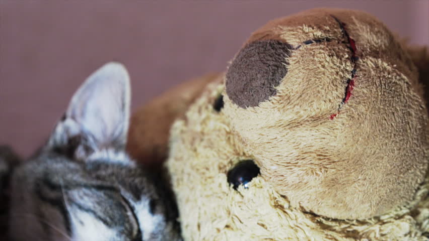 Domestic pet sleeping aside of a teddy bear