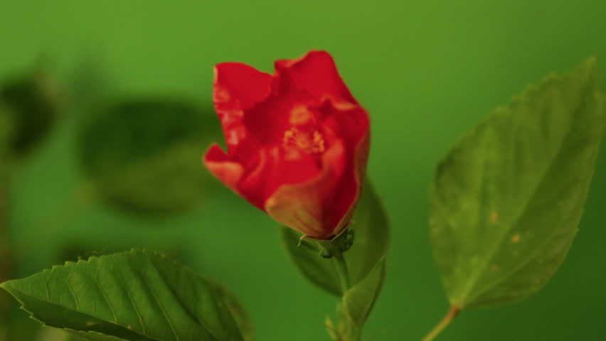 Hibiscus Time Lapse - Close-up of a red hibiscus flower as a bud, then opening wide. A slow and subtle zoom dramatizes the movement. The petals are framed by green leaves and clean green background.