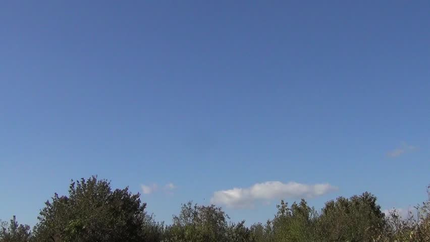 Tree tops in garden in early autumn in the wind
