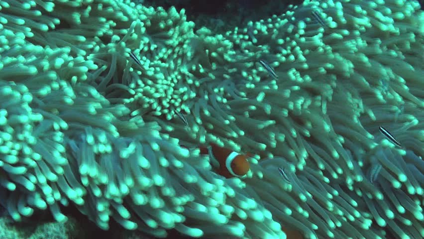 Clown fish dance around in the stinging tentacles of the anemone they call home. Great barrier reef Australia.