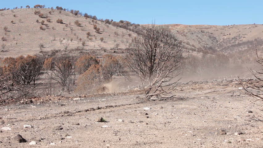 Bulldozer dragging chain remove cedar trees burn. Bulldozer clearing burned dead trees from mountain by dragging chain between two machines. Trees killed destroyed by wildfire. Replanted with grass.