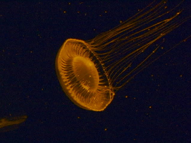 Stinging Fish