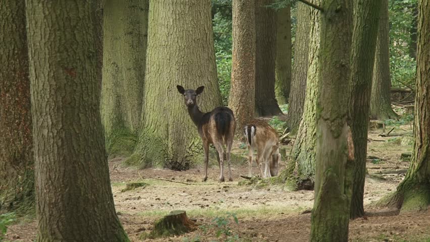 fallow deer with calve emerges between tree trunks  in forest and walks away
