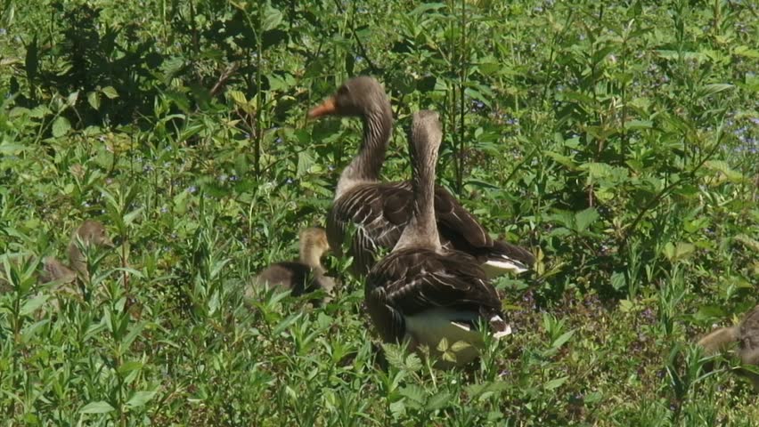 greylag goose (anser anser) on the lookout in natural habitat 2-shot