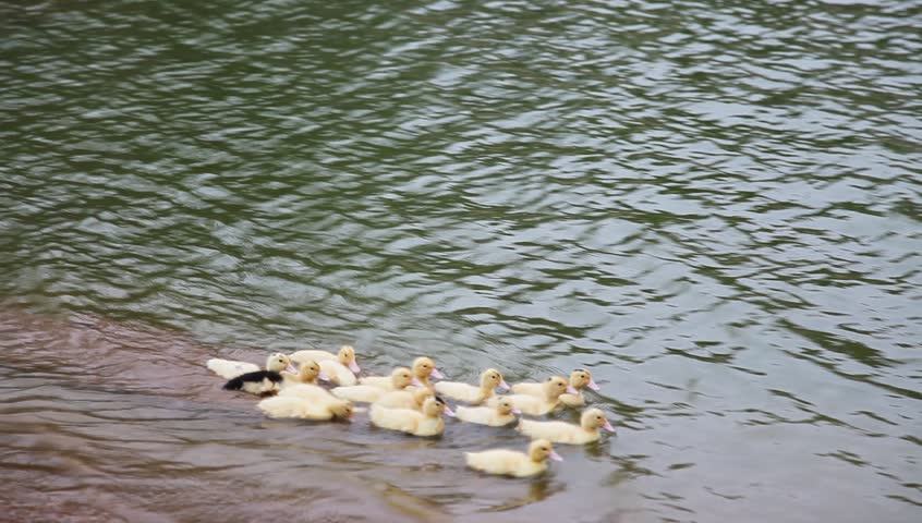 young baby ducks swimming in the river