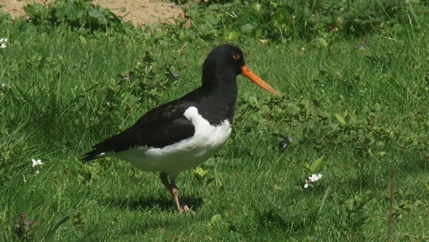 Eurasian Oystercatcher (Haematopus ostralegus) in meadow natural habitat walks away, out of shot. The oystercatcher is a familiar sight in Holland.