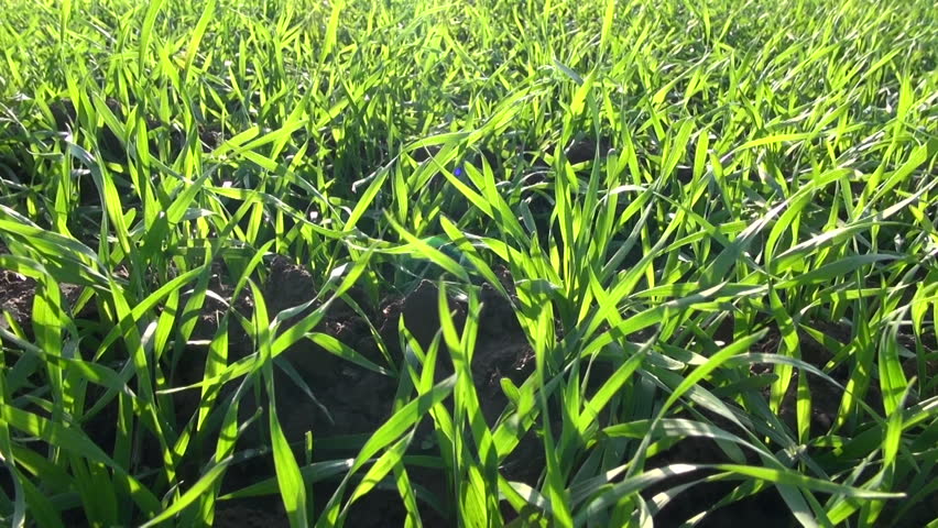 green fresh crop sprouts background and wind