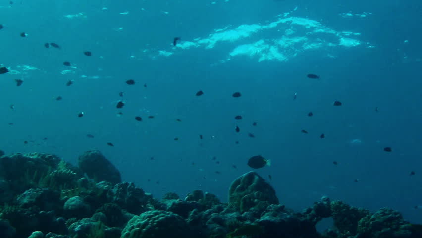 A huge school of Parrot fish cruise over the reef top on Australia's Great barrier reef.