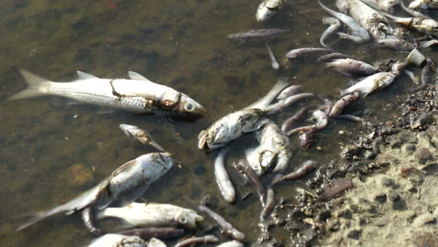 Dead Fish