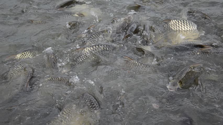 Silver Barb in the plentiful marsh of Thailand, which is near Chao Phraya river.