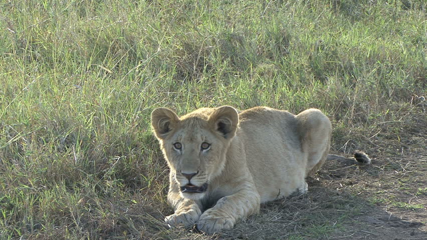 A young male lion is attentive to roars of a pride male in the Masai Mara, Kenya, Africa.