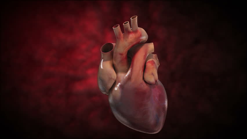 Zoom to close up view of the heart showing slicing of the aortic trunk to reveal aortic valve before prosthetic valve replacement during cardiac surgery