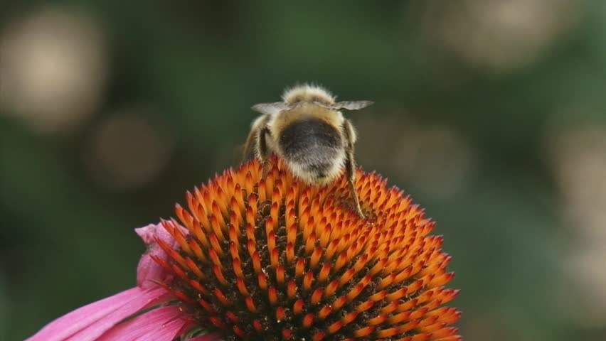 Honey bee feeds on nectar Purple coneflower (echinacea purpurea) + departs extreme closeup