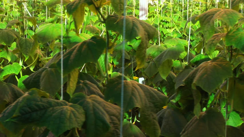 Hothouse cucumbers 