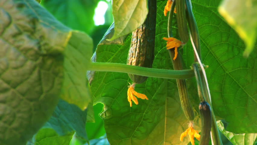Hothouse cucumbers 