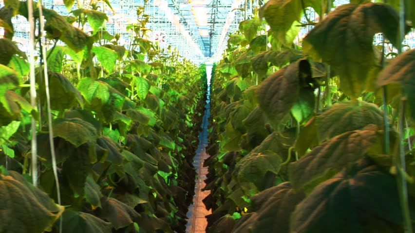 Hothouse cucumbers . Dolly shot. 