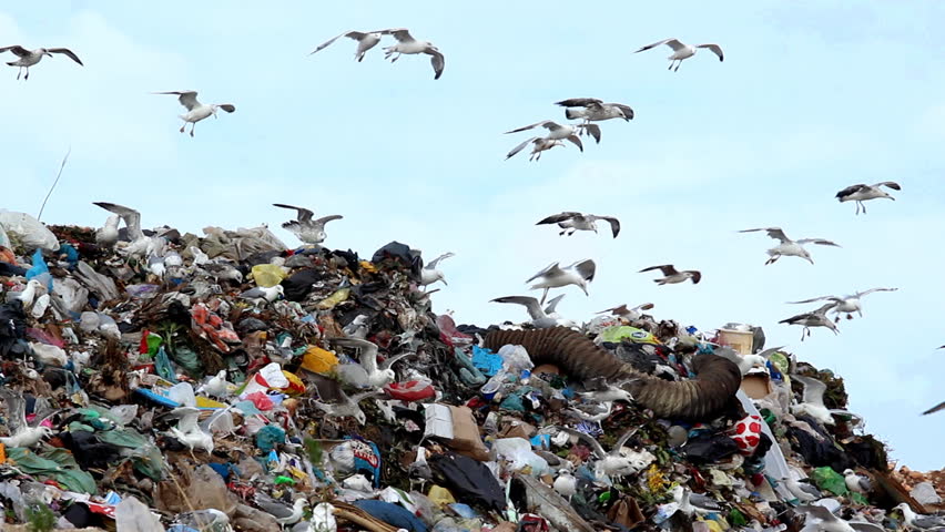 Polluted scene

Description: Seagulls on landfill 
