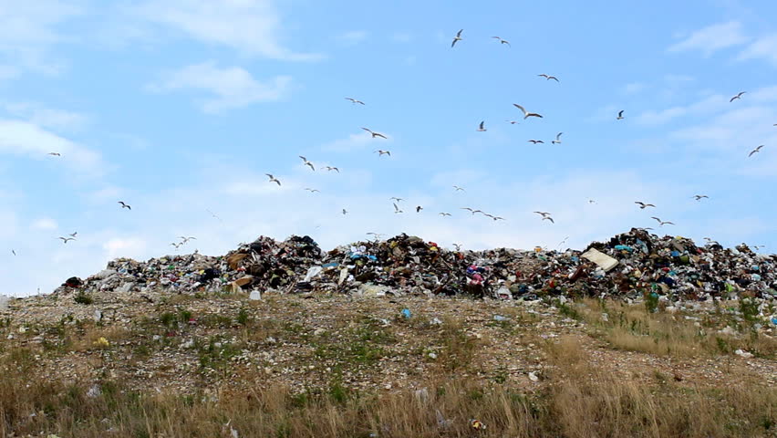 Pollution and landfill

Description: Seagulls on landfill 
