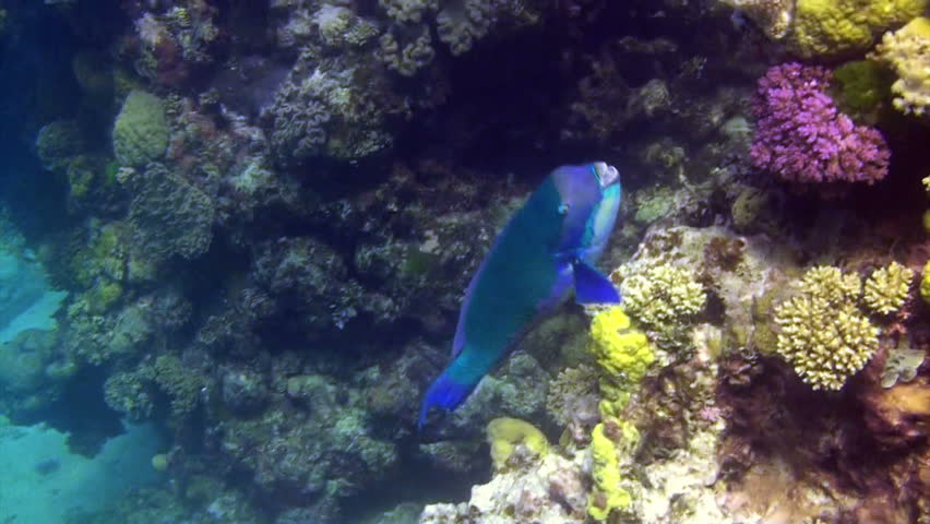 A brightly colored parrot fish looking for a meal on the great barrier reef Australia.