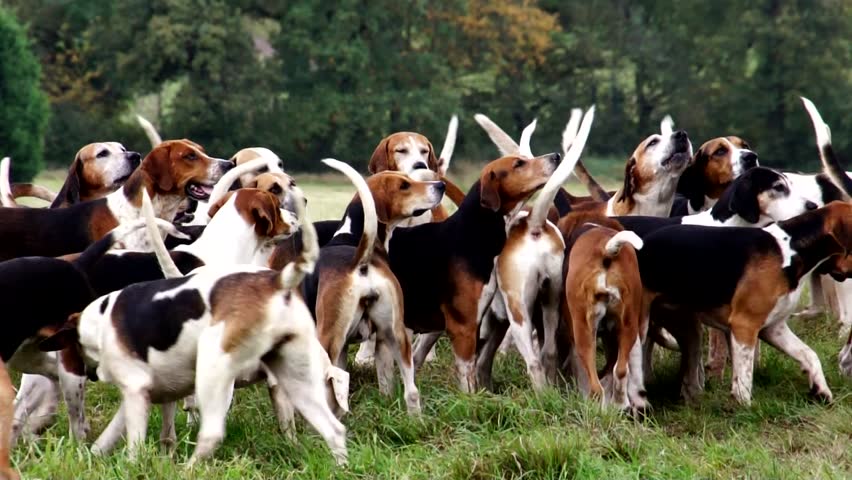 Foxhounds waiting for command