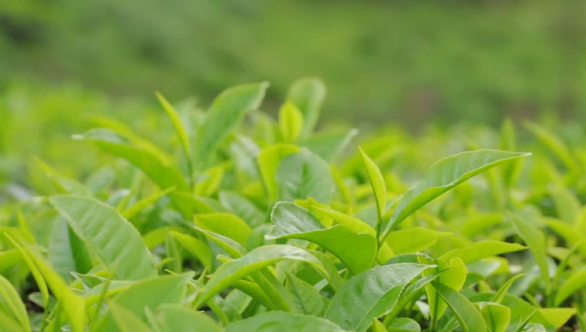 Green tea bud and fresh leaves. Tea plantations. 
