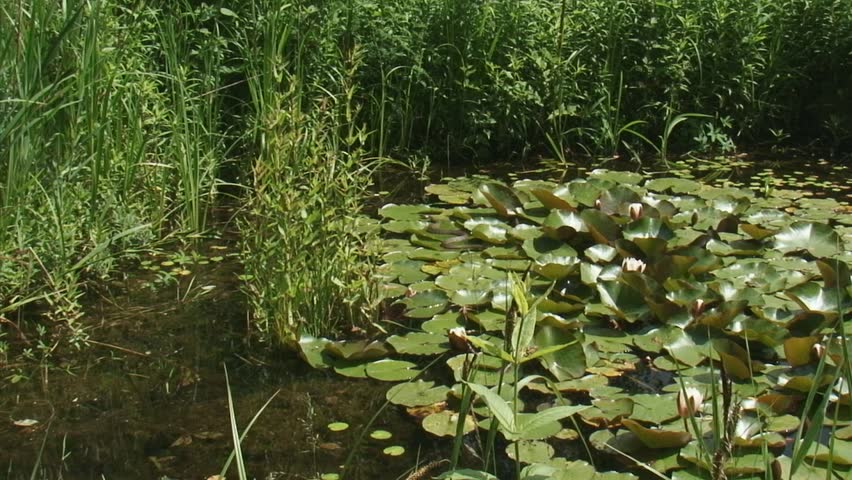 European grass snake or ringed snake (natrix natrix) moves over aquatic plants. Natural habitat. Wide shot + zoom in