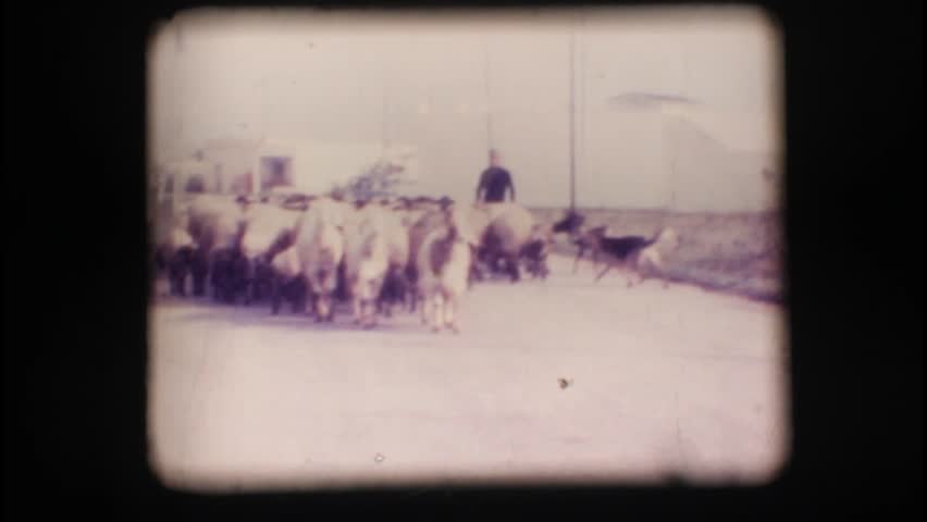 Vintage 8mm. Herd of sheep with shepherd and dogs
