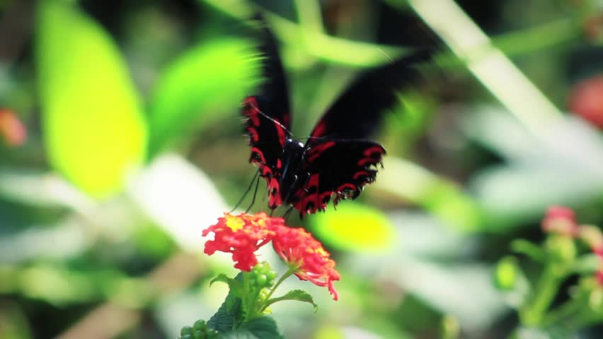 Red & Black Butterfly Takeoff - 50 Frames Per Second Slow Motion