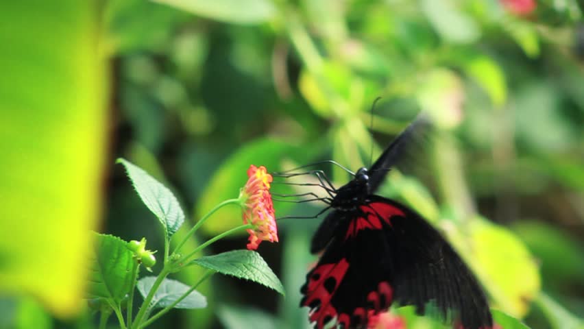 Red & Black Butterfly Takeoff - 50 Frames Per Second Slow Motion