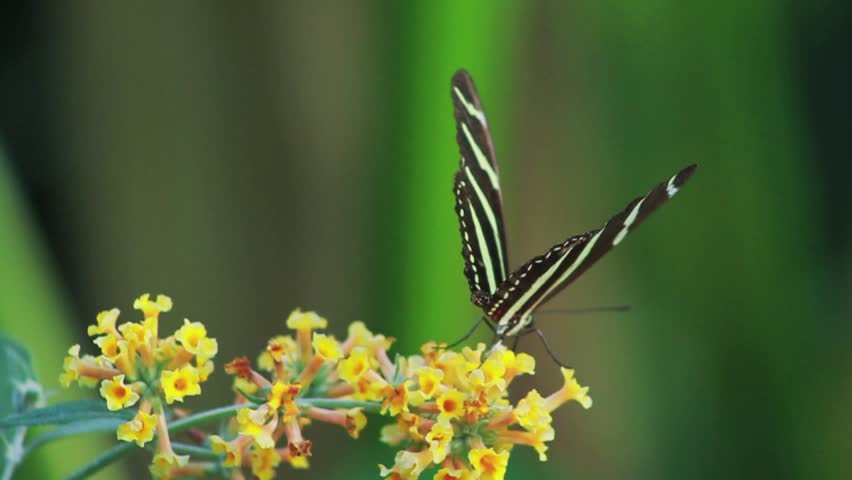 Black & White Butterfly Takeoff - 50 Frames Per Second Slow Motion