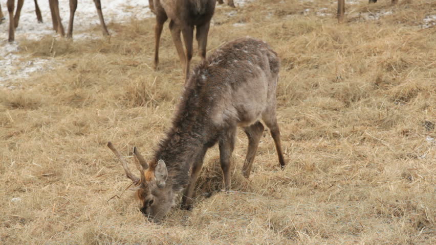 Lovely farm antler lunching with straw outdoors