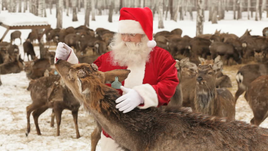 Hungry deer trying to get to food while Santa caressing it