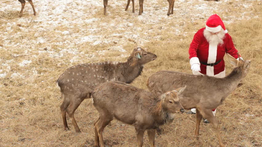 Lovely deer surrounding Santa to eat something yummy
