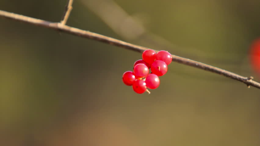 Red Berries on Branch - Close Up