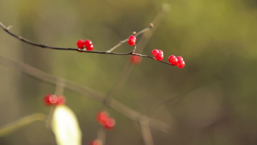 Red Berries - Rack Focus