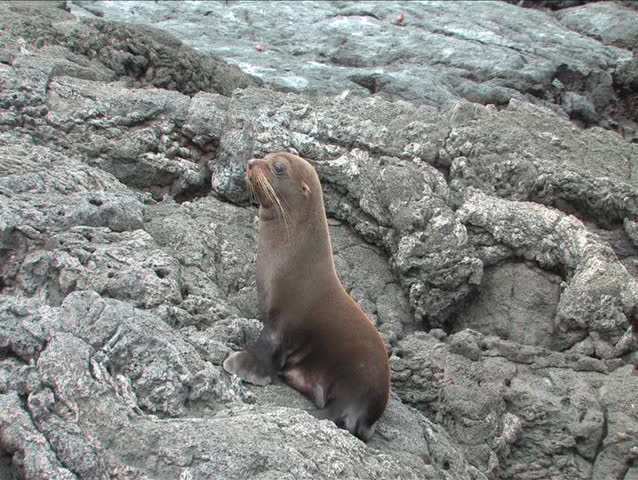 Fur sea lions are not commonly found in the Galapagos archepelago. They generally sleep during the day and they swim and hunt at night.  They were nearly hunted to extinction by whalers.