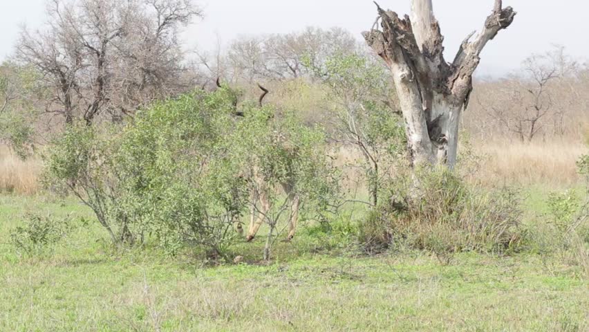 Male Antelope 