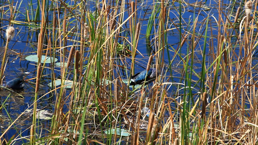 The Purple Swamphen (American Purple Gallinule) at the Khao Sam Roi Yot National Park 