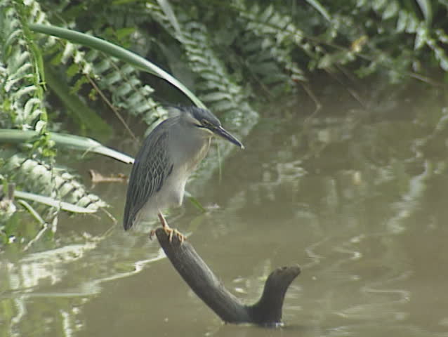 Black-crowned Night-Heron (Nycticorax nycticorax) stands still and waits to ambush prey. the Black-crowned Night-Heron is the most widespread heron in the world