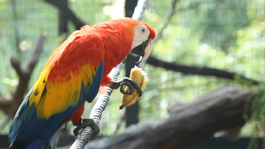 Scarlet macaws eating banana