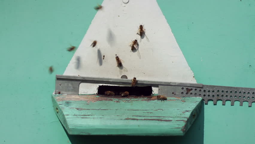 Group of honeybees flying into a beehive