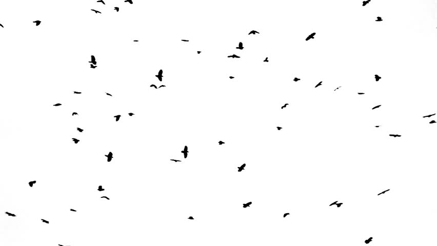 crow gathering