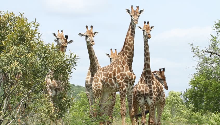 A herd of giraffe close together 