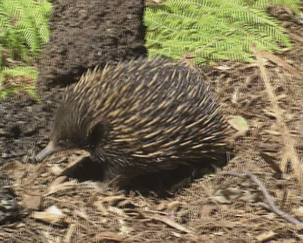 echidna (Tachyglossus aculeatus) on the move, camera follows